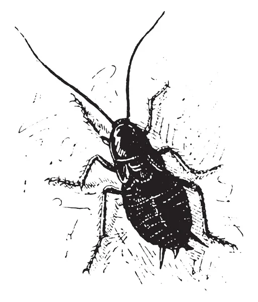 Cockroach, vintage engraving. — 스톡 벡터