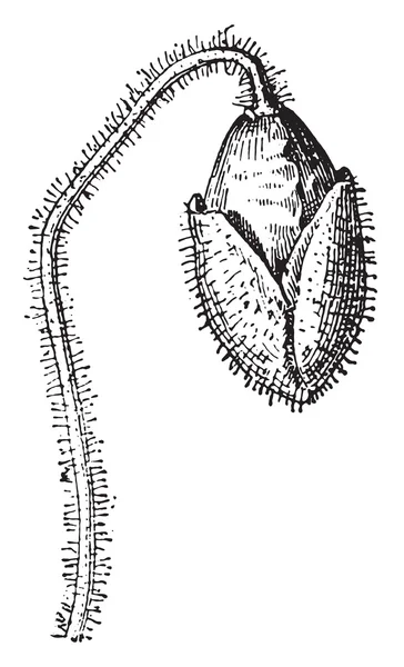 Amapola, grabado vintage . — Archivo Imágenes Vectoriales