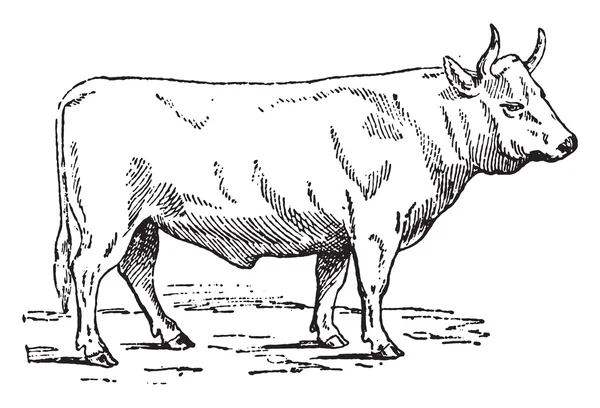 Buey Charolais, grabado vintage . — Archivo Imágenes Vectoriales