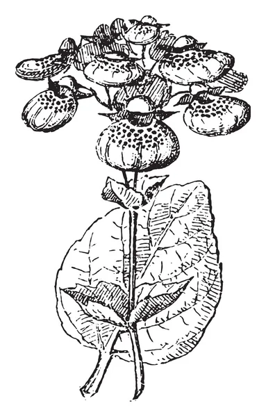 Calceolaria o bolso de señora, grabado vintage . — Archivo Imágenes Vectoriales