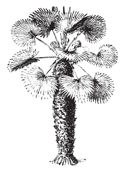 Chamaerops, винтажная гравировка . — стоковый вектор