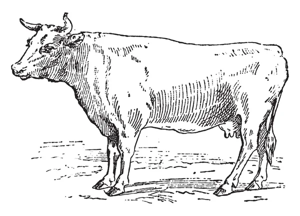 Kuh Bretonne, Vintage-Gravur. — Stockvektor