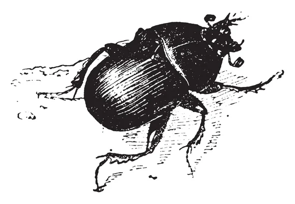 Dung beetle, vintage gravure. — Stockvector