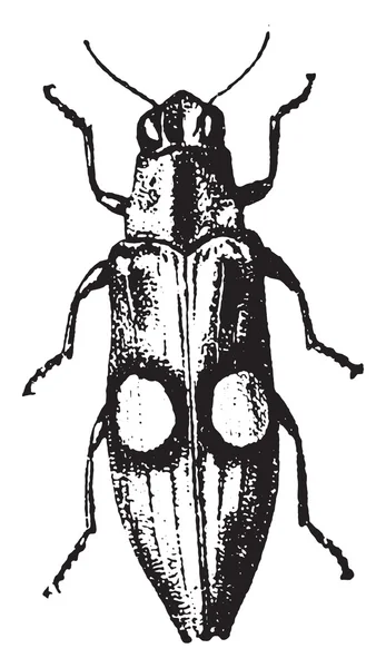 Buprestidae, vintage engraving. — Stock Vector