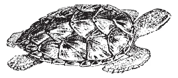 Hawksbill kaplumbağa, vintage oyma. — Stok Vektör