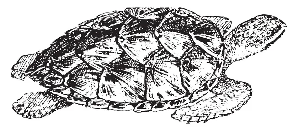 Karetschildpad, vintage gravure. — Stockvector