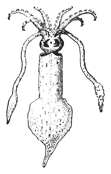 Squid, vintage engraving. — Stok Vektör