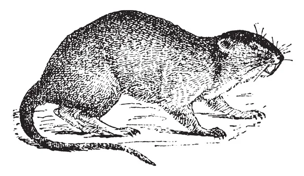 Vole or water rat, vintage engraving. — ストックベクタ