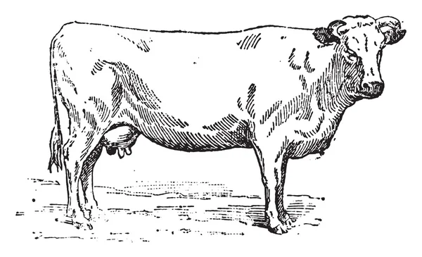 Vache normande, gravure vintage . — Image vectorielle