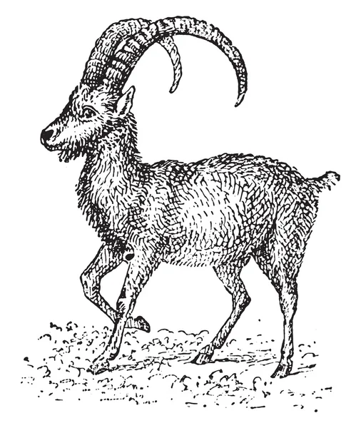 Ibex, vintage engraving. — Stock Vector