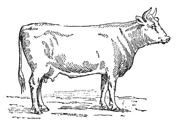 Flemish cow, vintage engraving. — Stock Vector