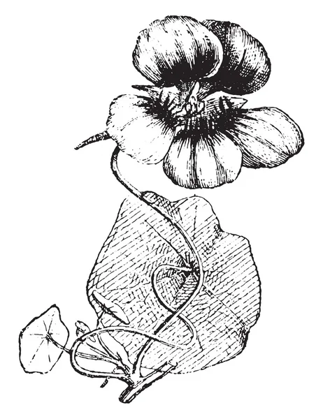 Nasturtium, vintage engraving. — Stok Vektör