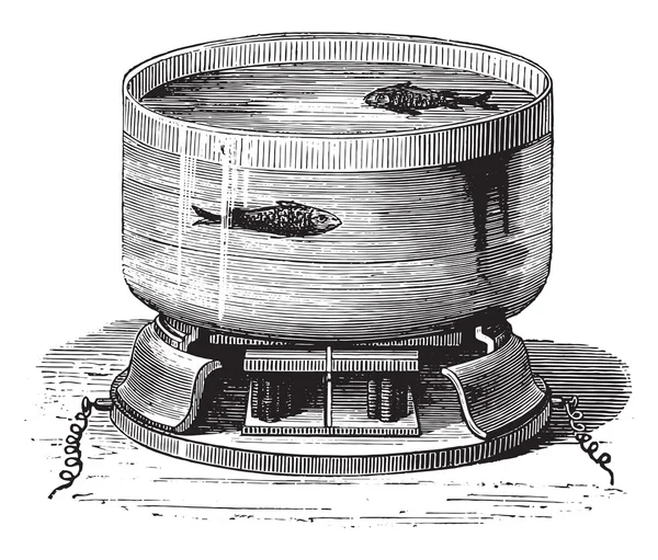 Peces mágicos, grabado vintage . — Archivo Imágenes Vectoriales