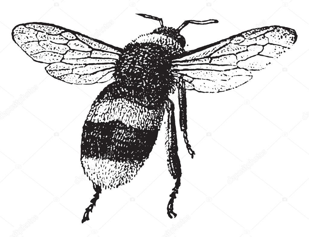 Bumblebee, vintage engraving.