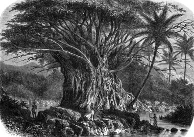 Colossal fig tree in the Anna-Maria Bay in Nuka Hiva, Oceania, v