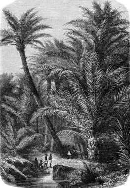 Palmiye grubu, vintage gravür.