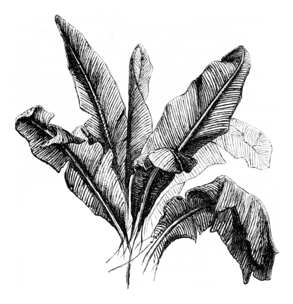 Banana tree, vintage engraving. — Stock Photo, Image