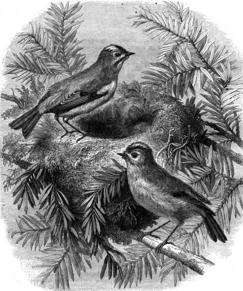 Kinglet and its nest, vintage engraving. — Stock Photo, Image