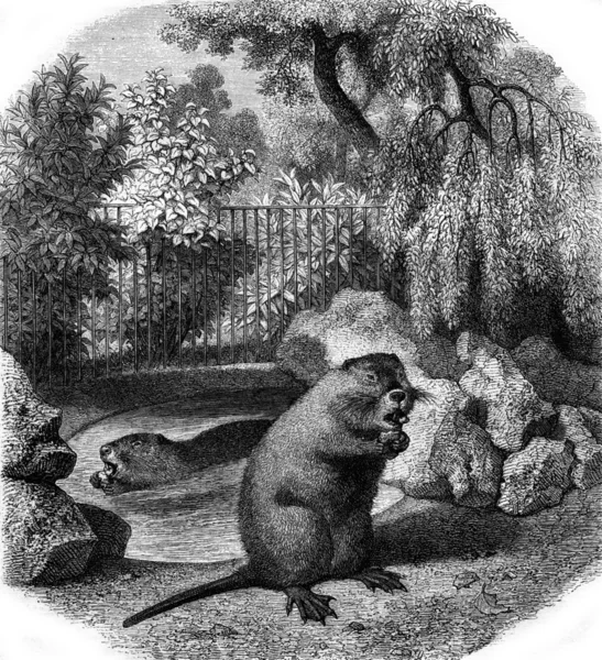 Jardin des Plantes à Paris, Coypu, gravure vintage . — Photo