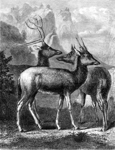 Pere David's deer, vintage engraving. — Stock Photo, Image