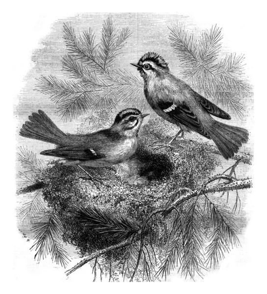 Kinglet whiskers and her nest, vintage engraving. — Stock Photo, Image