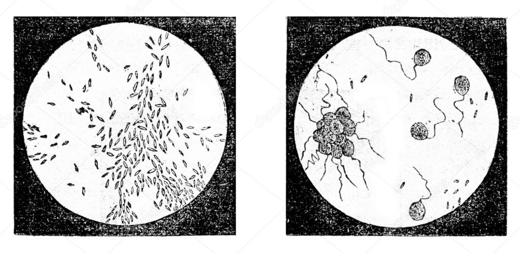 Fig 2. A bacterium (Bacterium termo), Fig 3. monads (Monas lens)