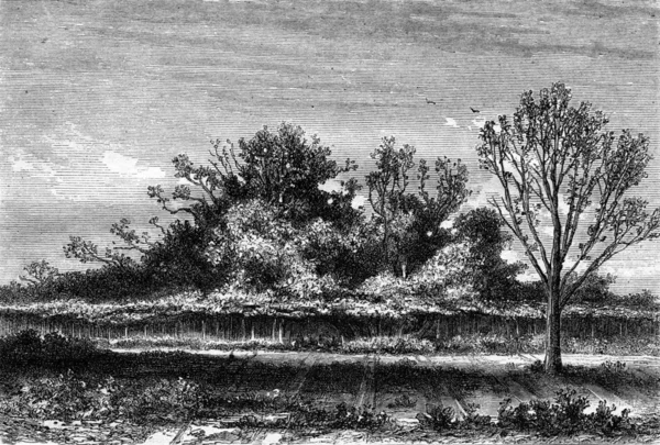 Drzewo figowe Roscoff, Finistere Department, Vintage Grawerowanie. — Zdjęcie stockowe