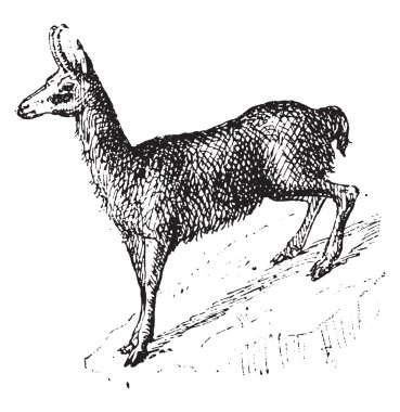 Chamois, vintage oyma.