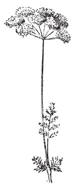 Kimyon, vintage oyma.