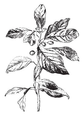 Cehri veya rhamnus, vintage oyma.