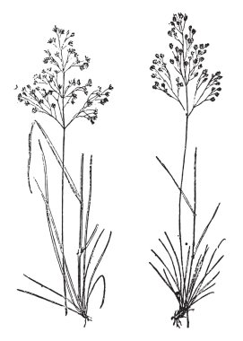 Saç çim çim, saç çim flexueuse, vintage oyma.