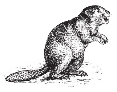 Kunduz, vintage oyma.