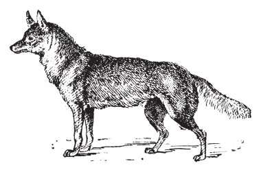 Çakal, vintage oyma.