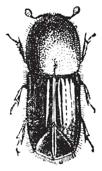 Короед, винтажная гравировка . — стоковый вектор