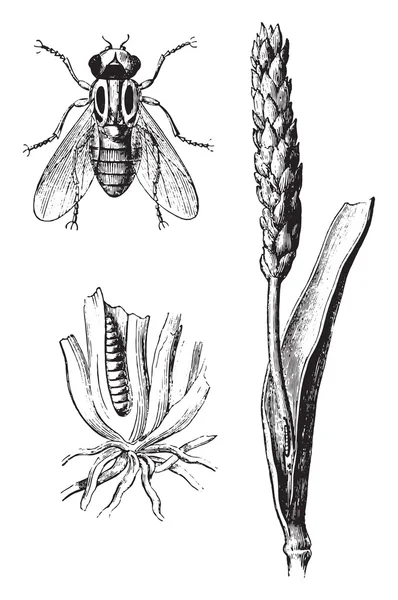 O centeio Chlorops, gravura vintage . —  Vetores de Stock