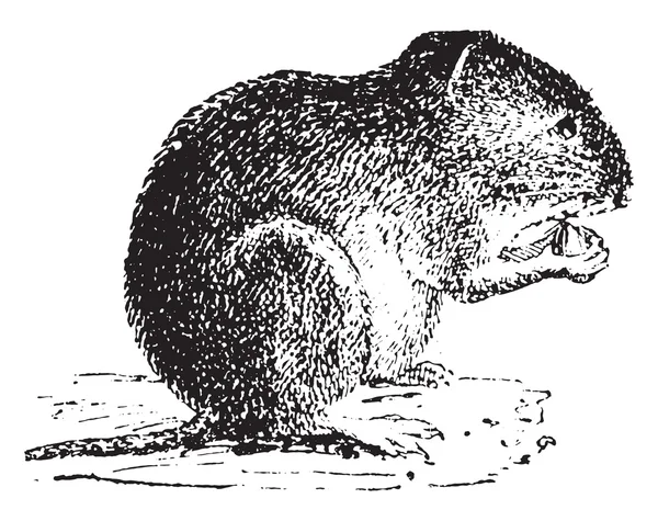 Vole, gravure vintage . — Image vectorielle