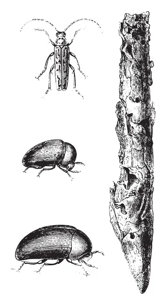 Destructieve insecten tabak, vintage gravure. — Stockvector