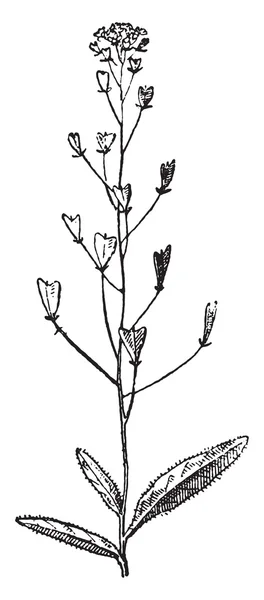Hirtentasche oder Capsella bursa pastoris, Vintage-Gravur. — Stockvektor
