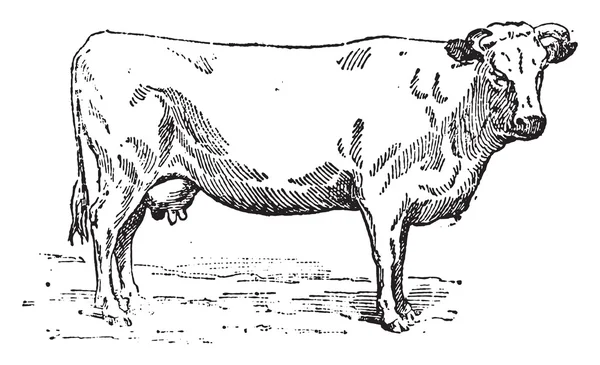 Gravírování Normande kráva, vinobraní. — Stockový vektor