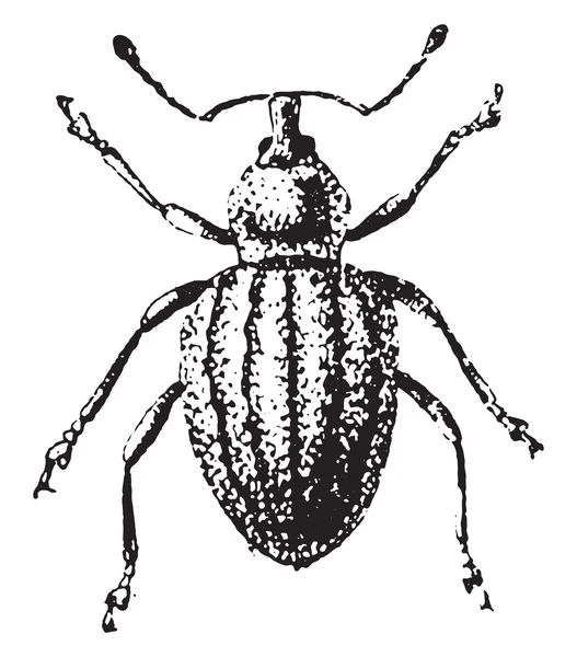 Weevil, Otiorhynchus ligustici, incisione vintage . — Vettoriale Stock