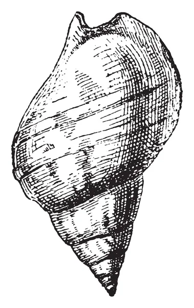 Salyangozu, vintage oyma.