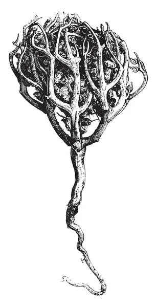 Rose of Jericho beskrivs sidan, vintage gravyr. — Stock vektor