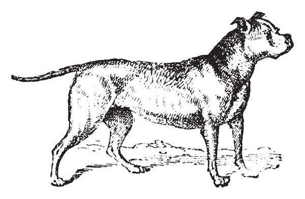 Bulldog, gravure vintage . — Image vectorielle