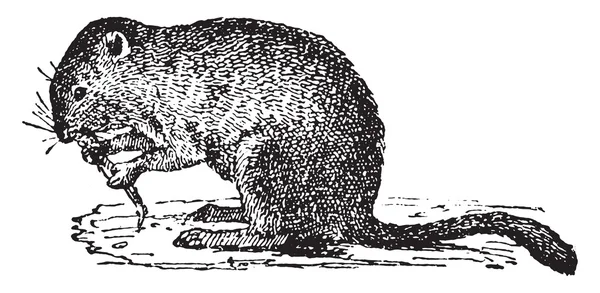 Ekonomik vole, vintage oyma.