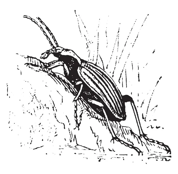 Ground beetle, vintage engraving. — Stock Vector
