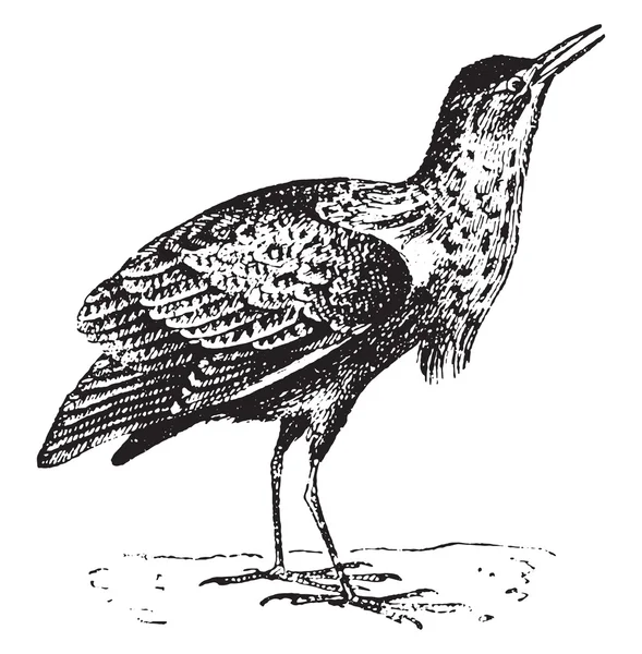 Bittern, grabado vintage . — Archivo Imágenes Vectoriales