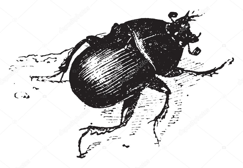 Dung beetle, vintage engraving.