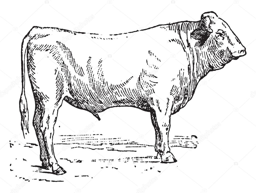 Ox garonnais, vintage engraving.