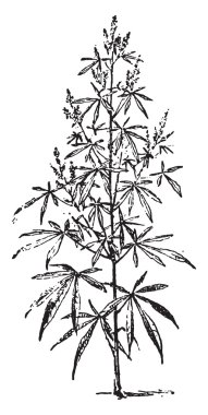 Kenevir, vintage oyma.