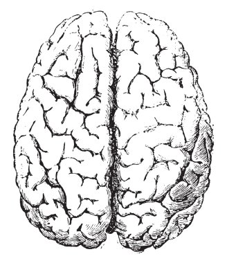 Brain, Top side, vintage engraving.